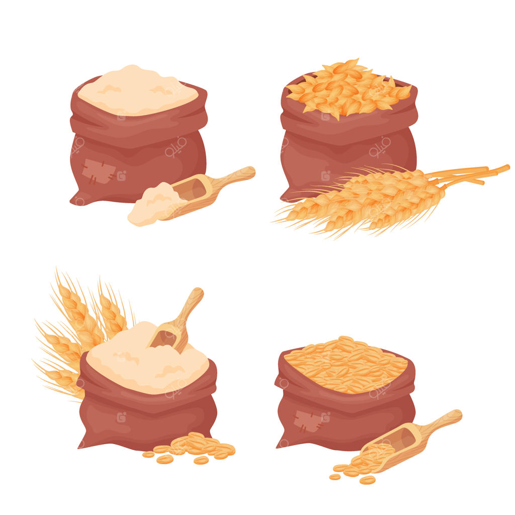 کیسه‌های گندم، دانه‌های جو و آرد، بذر گندم در کیسه‌های کنفی با قاشق چوبی روی زمینه سفید. مجموعه‌ای از عناصر غذایی طبیعی کشاورزی به سبک کارتونی،