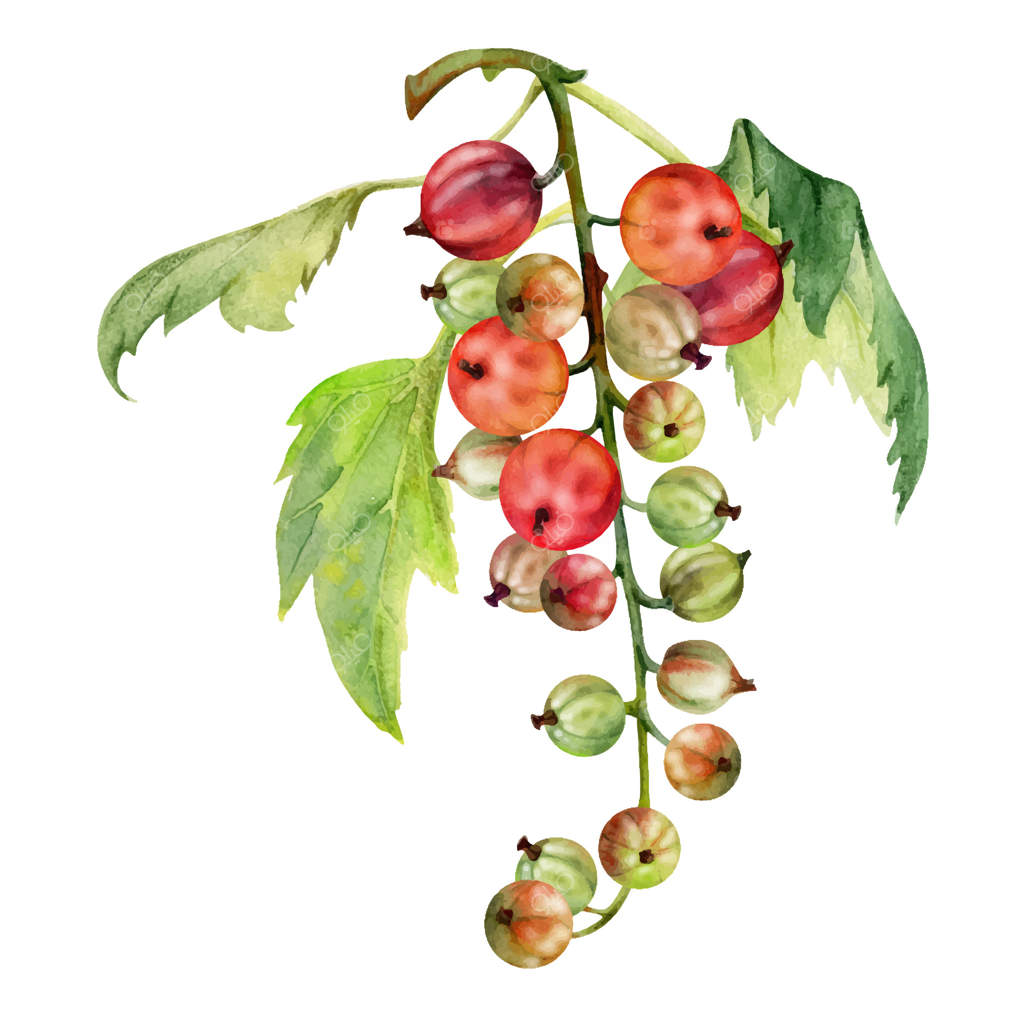 خوشه انگور فرنگی و برگ آن روی شاخه، توت‌های رسیده باغ درختچه‌های جونس بری، نقاشی آبرنگ دستی. تصویر گیاهی مجزا. کتاب آشپزی خانگی، فروشگاه مواد غذایی.