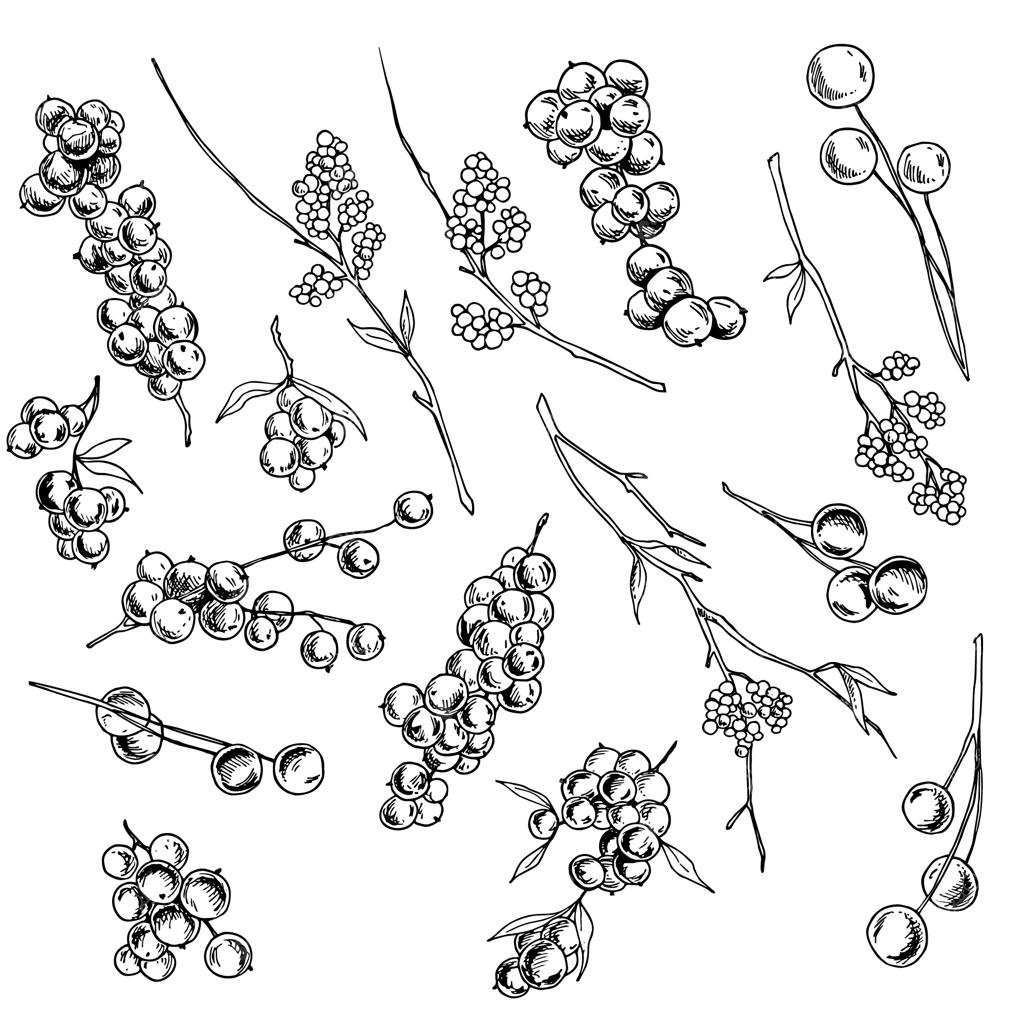 توت‌های زمستانی، عناصر تزئینی، طرح دست‌کشیده، تصویرسازی دستی