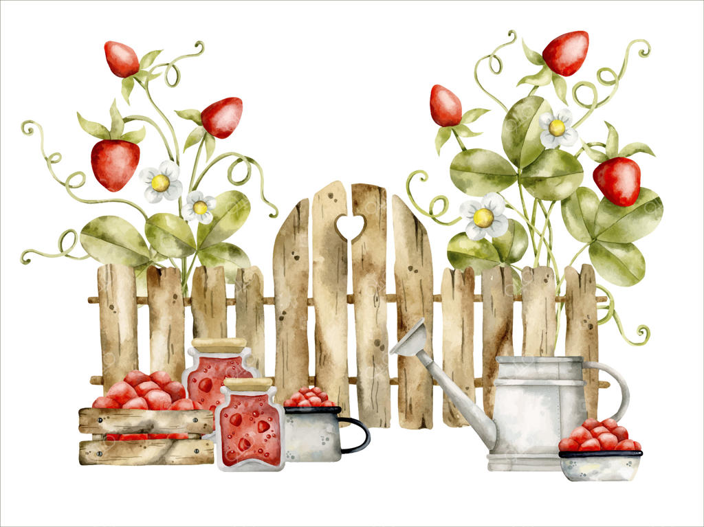 تصویر آبرنگی دست‌کشیده با حصار چوبی، بوته‌های توت‌فرنگی، جعبه توت‌فرنگی و آب‌پاش قدیمی فلزی. برداشت توت‌فرنگی