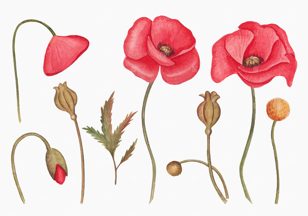 مجموعه طرح‌های آبرنگی و دستی گل‌های شقایق