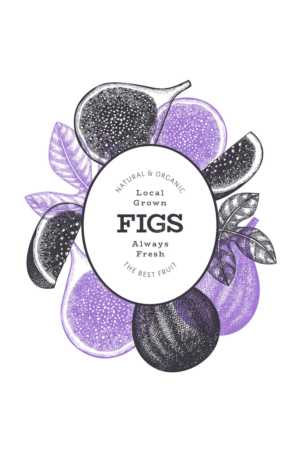 قالب نقاشی دستی انجیر. تصویرسازی مواد غذایی ارگانیک و تازه. بنر قدیمی انجیر.