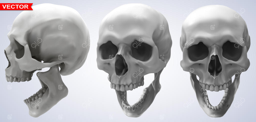 مجموعه‌ جمجمه‌های انسان با جزئیات گرافیکی و واقع‌گرایانه