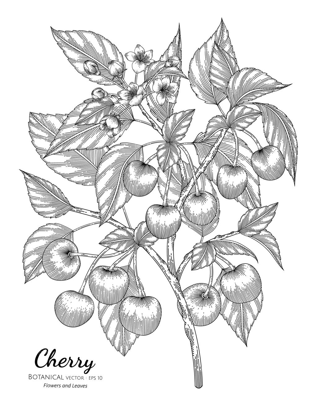 تصویر دستی گیلاس به صورت گیاهی.