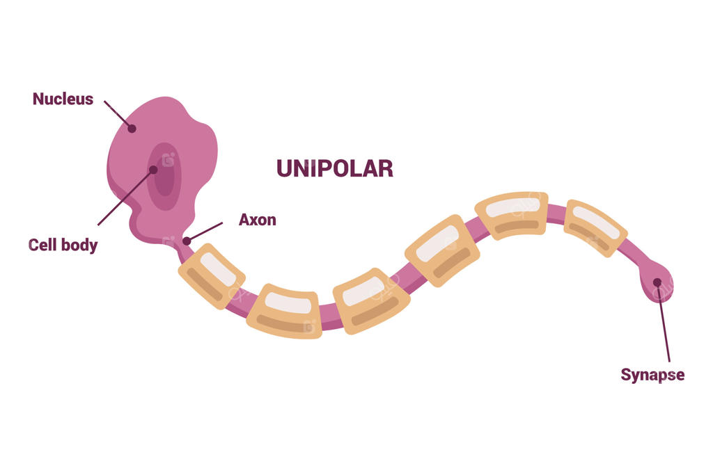 شبکه عصبی و انواع نورون‌ها؛ راهنمای تصویری و آموزنده برای همه