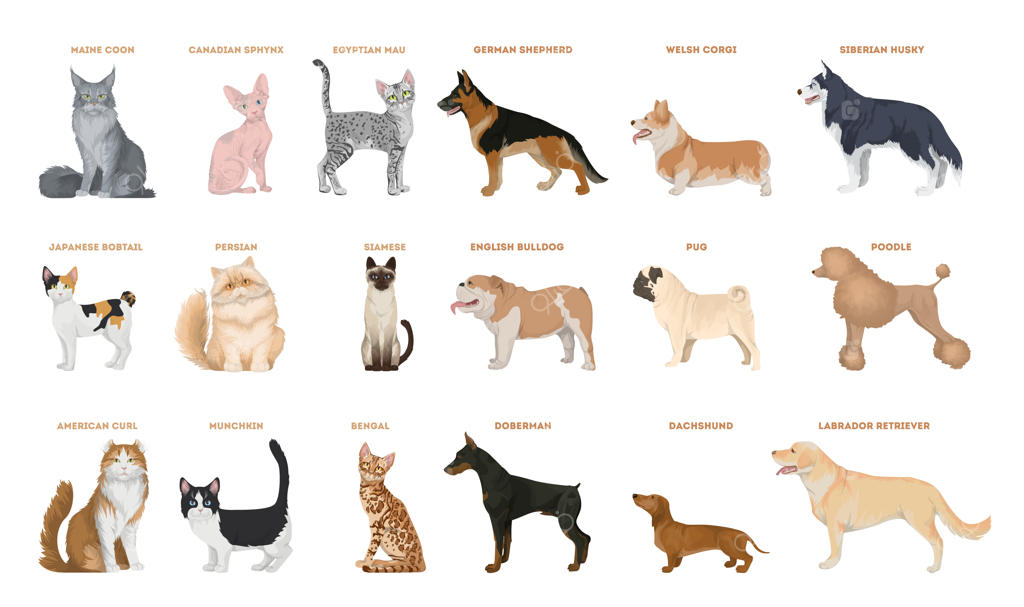 تصاویر نژادهای مختلف سگ و گربه با زمینه سفید