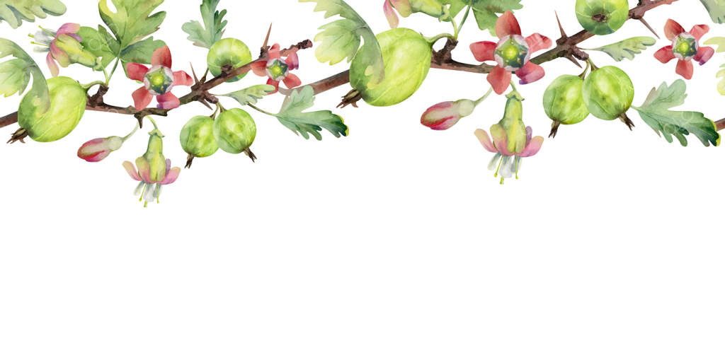 انگور فرنگی و انگور سیاه با غنچه‌های گل زنگوله‌ای روی شاخه، برگ‌ها، و میوه‌های رسیده. کشیده شده با آبرنگ. حاشیه‌ای یکپارچه و جدا شده. منوی کافه، بازار کشاورزان.