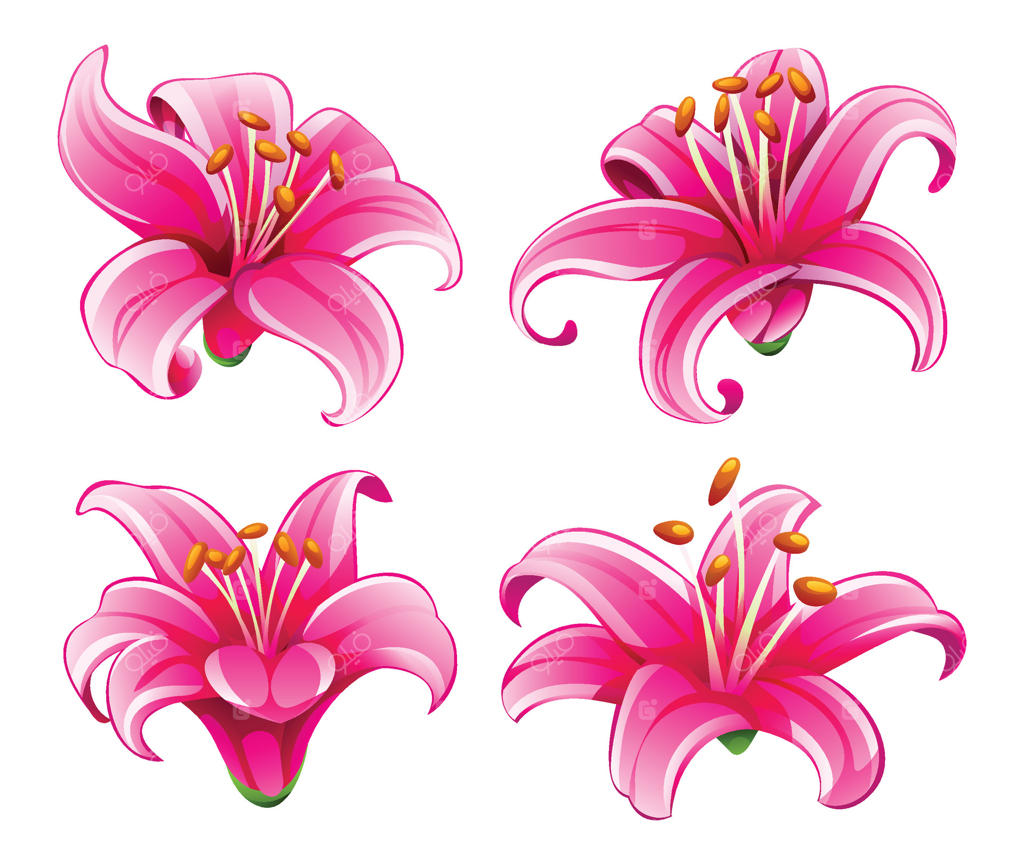 لیلیوم‌های صورتی شکوفا با انحناهای نرم و جزئیات هنری برای دکور. تصویرسازی کارتونی