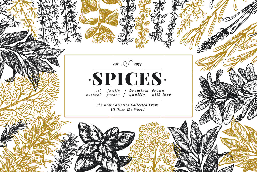 پس‌زمینه گیاهان معطر و ادویه‌جات در آشپزی: تصویرسازی گیاه‌شناسی قدیمی و دست‌کشیده