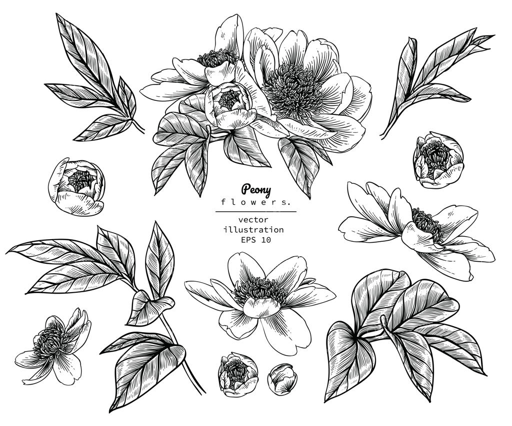 نقاشی‌های برگ و گل صدتومانی