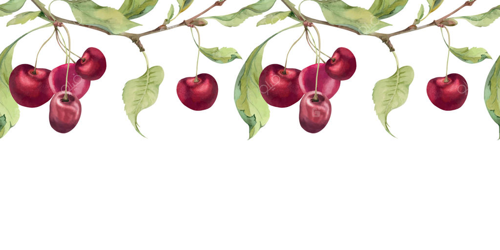 گیلاس قرمز شیرین و ترش با برگ‌های سبز، توت باغی به‌صورت خوشه‌ای روی شاخه‌ها نقاشی شده با آبرنگ. تصویر نوار یکپارچه، برای منو رستوران، کافی‌شاپ، عروسی و بازار کشاورزان