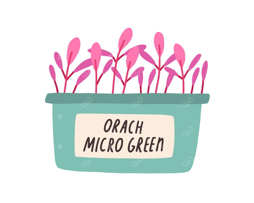 سبز شدن میکروگرین‌های ارچ قرمز در گلدان: کاشت جوانه سبزیجات در ظرف. نهال‌ها و جوانه‌ها در گلدان. تصویر برداری تخت از سبزیجات بر روی زمینه‌ سفید.