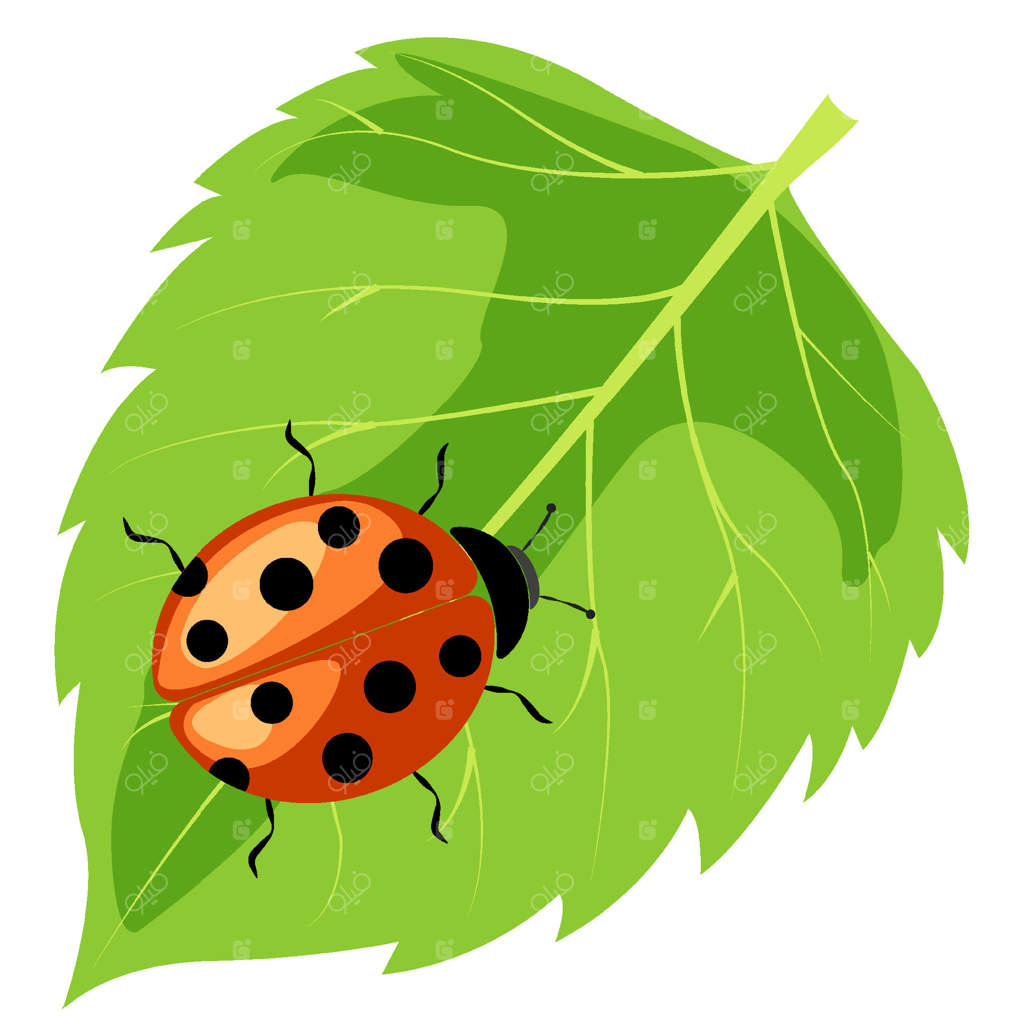 کفشدوزک بر روی برگ سبز و درخشان در باغ آرام زیر آسمان آبی و صاف استراحت می‌کند