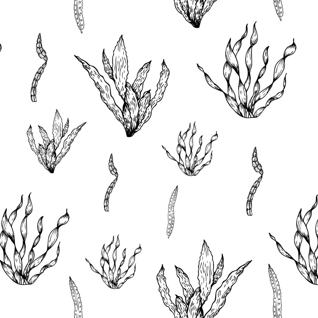 الگوی بدون درز وکتور جلبک و گیاهان دریایی استوایی با طرح خطی و دستی لامیناریا