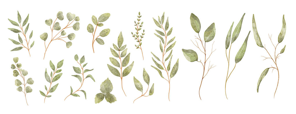 مجموعه المان‌های برگ سبز آبرنگی؛ وکتور گیاهی ایزوله در پس‌زمینه سفید مناسب برای طراحی کارت دعوت عروسی، تبریک و تشکر