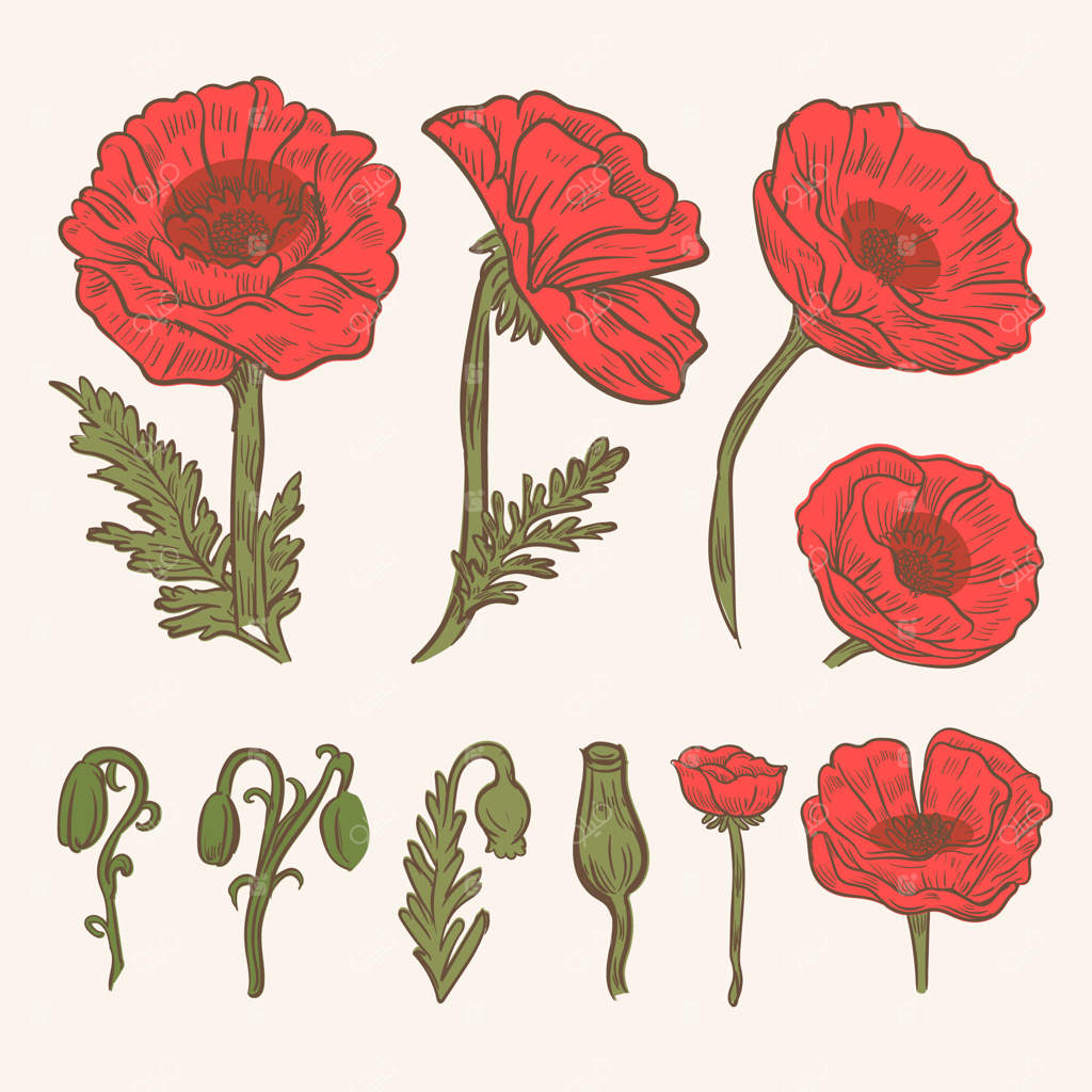 مجموعه‌ای از نقاشی‌های دستی گل شقایق