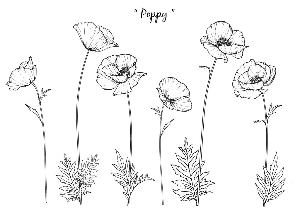 طراحی‌های برگ و گل شقایق