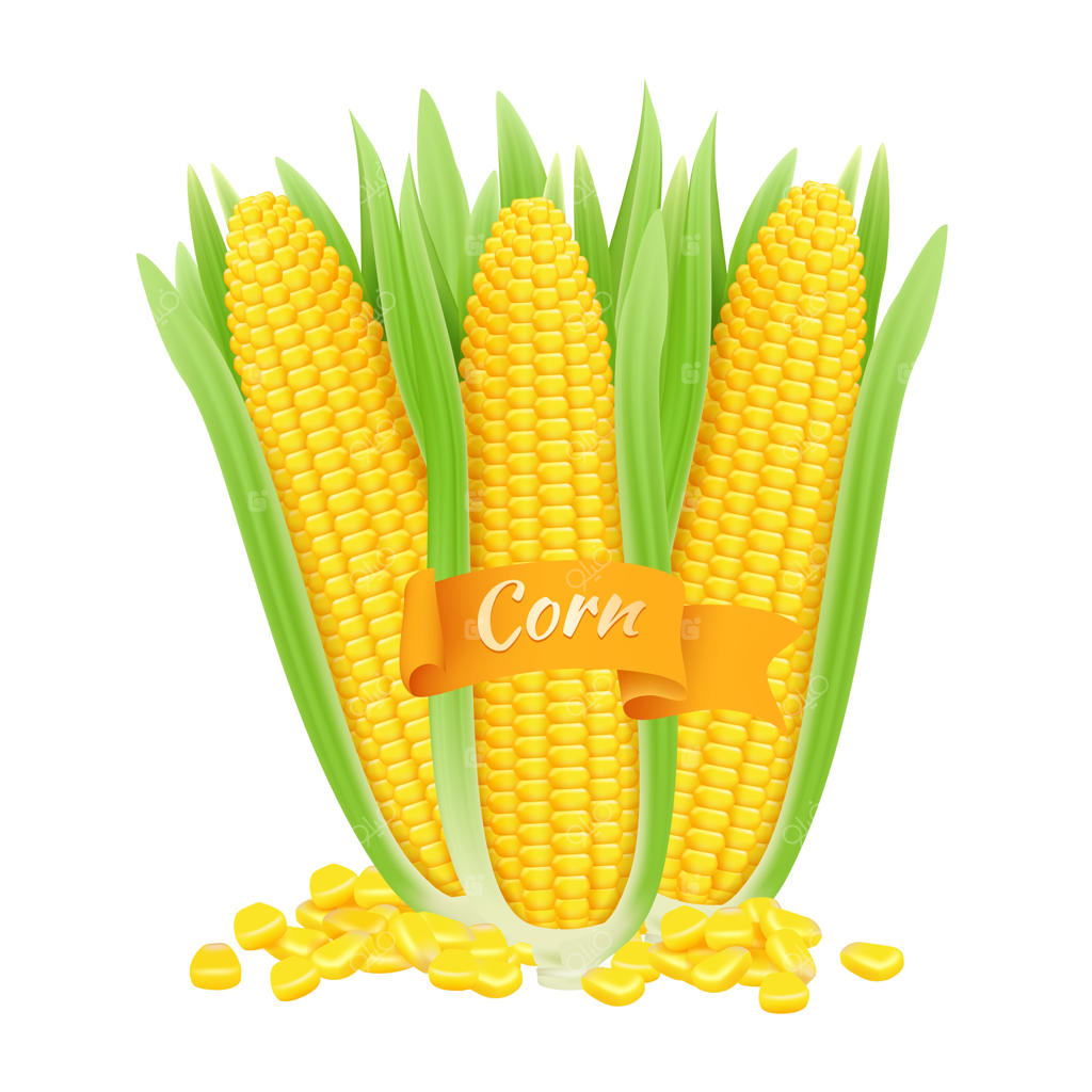 ذرت های واقعی: دانه ها و بلالها با برگ روی پس زمینه سفید