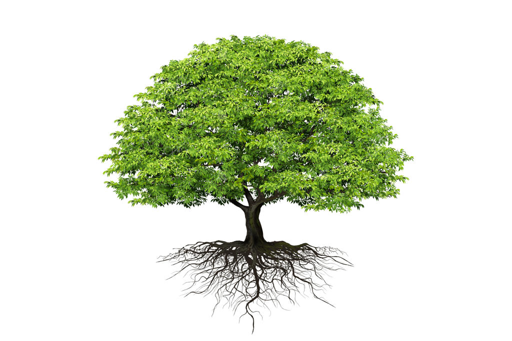 درختان واقعی بر روی پس‌زمینه سفید