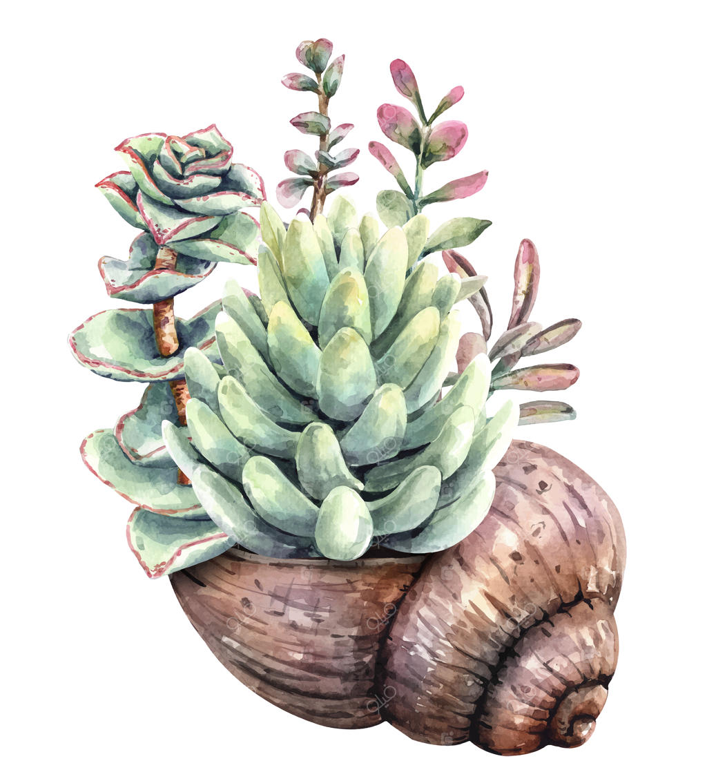 نقاشی آبرنگی دسته گل کاکتوس با گلدان صدفی.