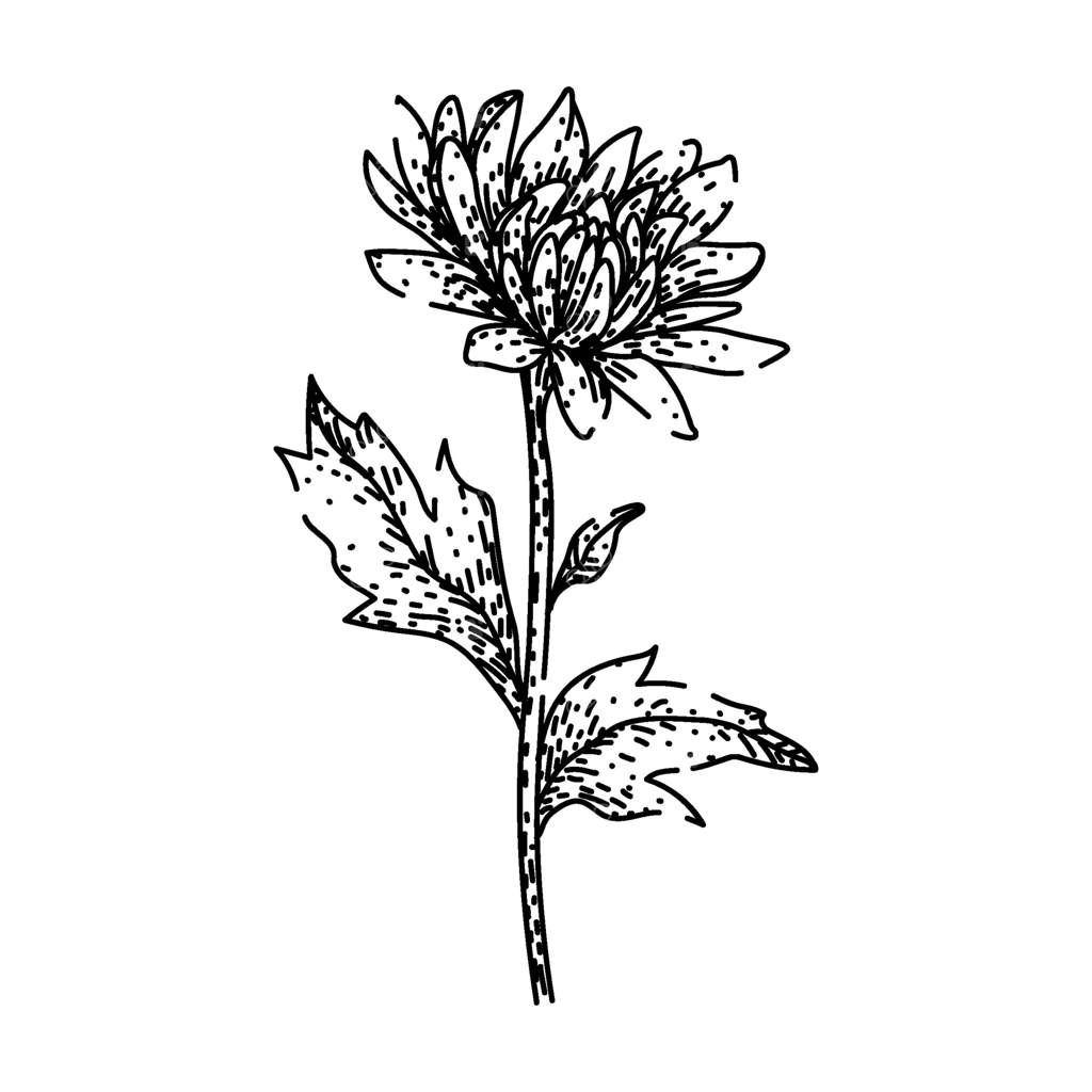 طرح دستی گل داوودی باغی