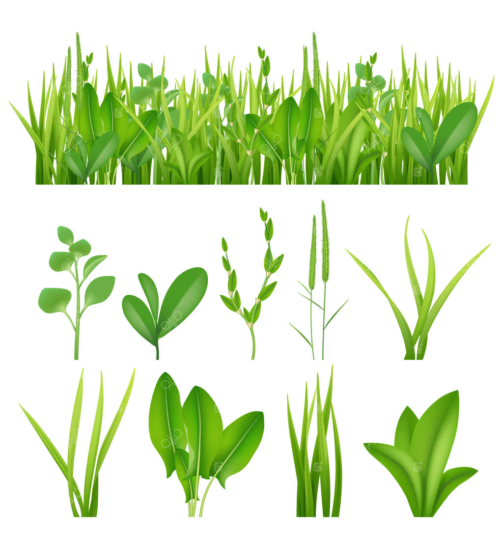 چمن واقع‌گرا: مجموعه‌ای از عناصر اکولوژیک شامل برگ‌ها، گیاهان و زندگی در مراتع. چمنزار سبز تابستانی، تصویرسازی سرسبز.