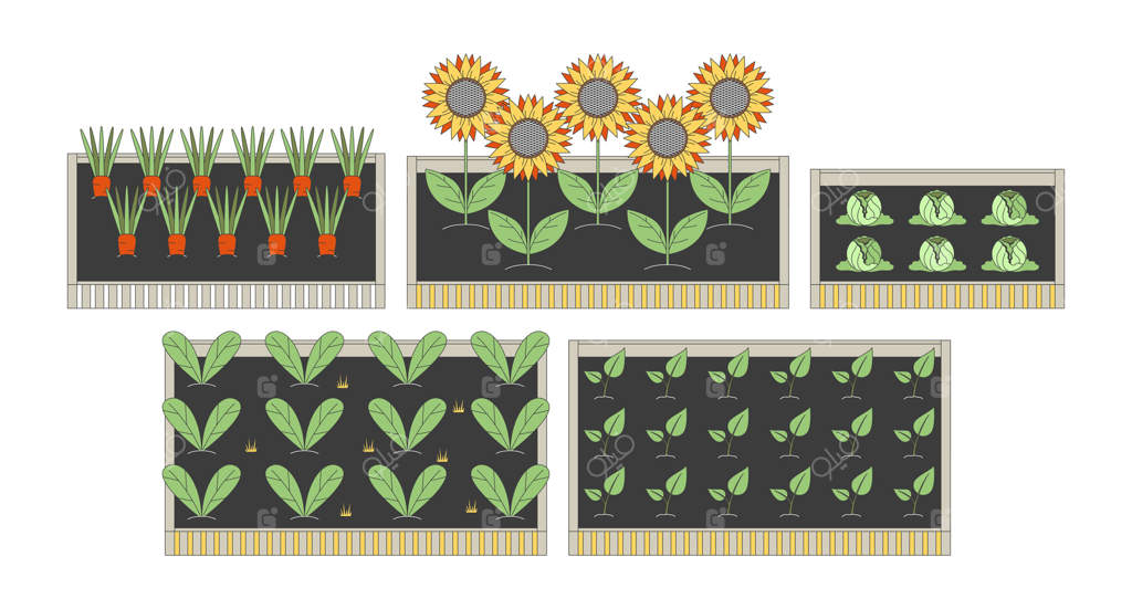 مجموعه‌ای از اشیاء کارتونی دوبعدی: تخت‌های باغچه با سبزیجات و آفتابگردان. عناصر کشاورزی ارگانیک و پایدار در قالب تصاویر تخت و جداگانه. مجموعه‌ای از تصاویر نقطه‌ای.