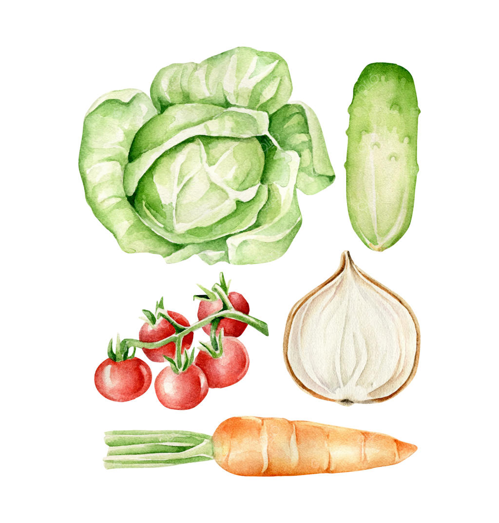 سبزیجات آبرنگی: کلم، خیار، پیاز، گوجه‌فرنگی، هویج