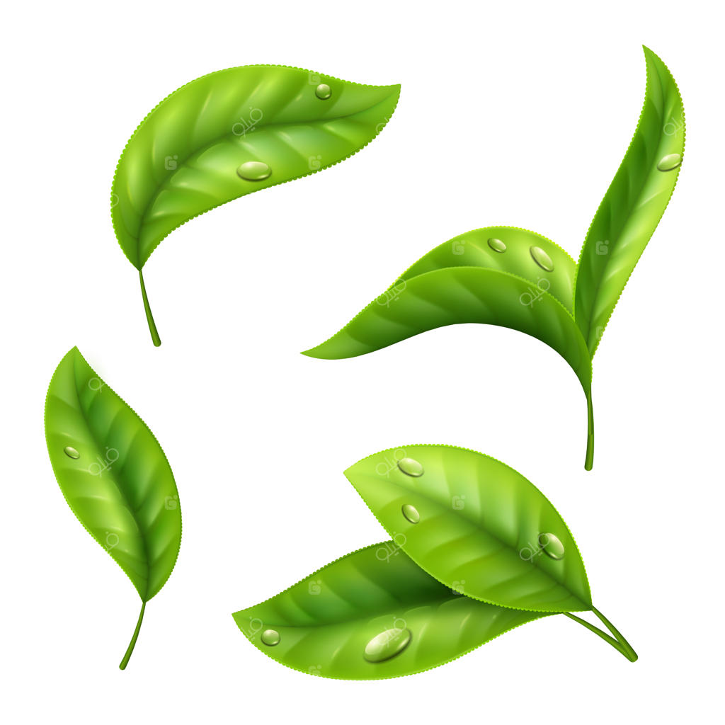 برگ‌های چای سبز واقع‌گرایانه با قطرات آب روی پس‌زمینه سفید