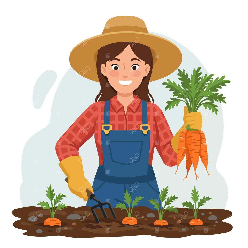 کشاورز خوشحال در حال برداشت هویج تازه از باغچه با چنگک باغبانی