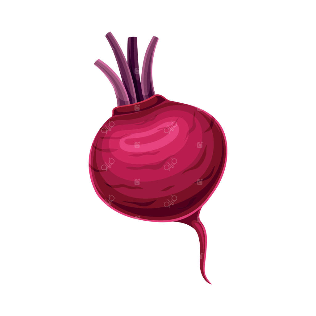 تصویر نزدیک از چغندر قند رسیده: غذای خام سالم و محصولی از باغچه