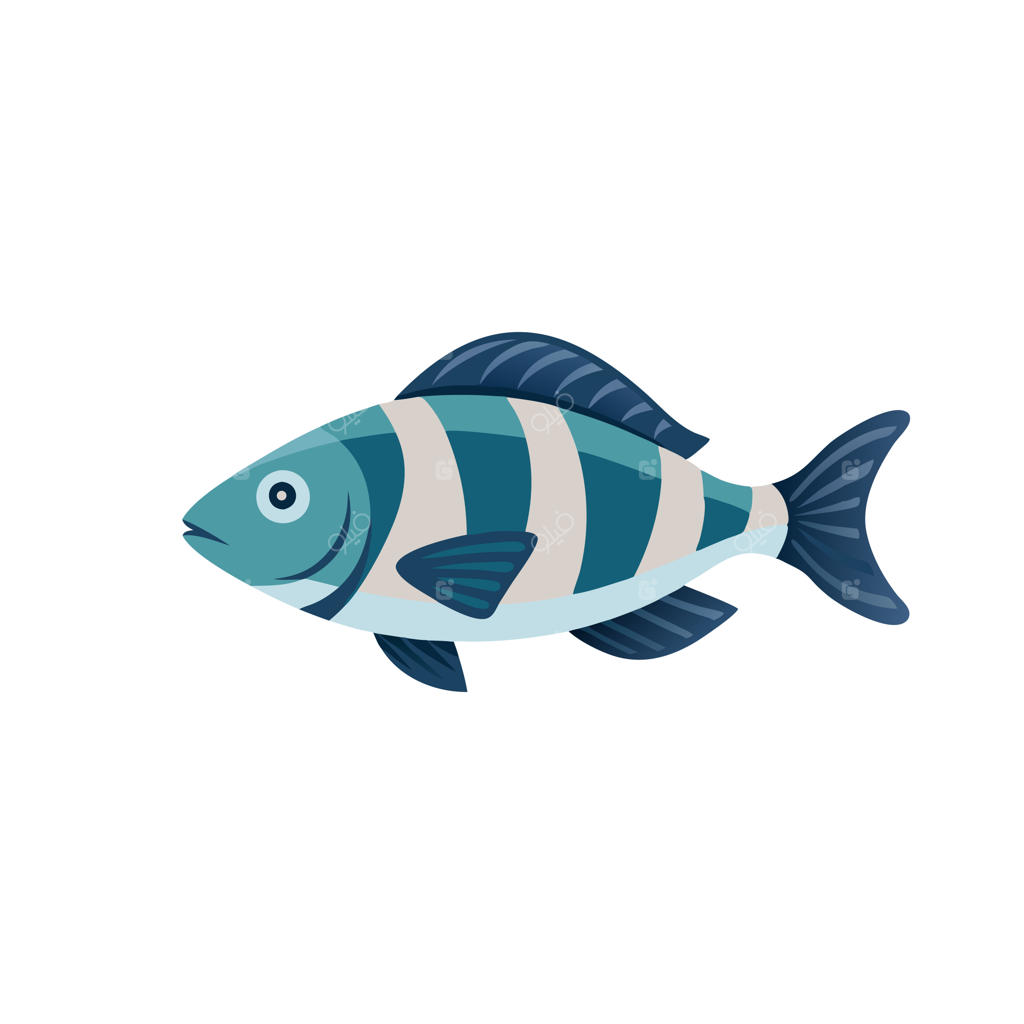 تصویرسازی وکتور تخت ماهی طبل‌زن، ایزوله در پس‌زمینه سفید