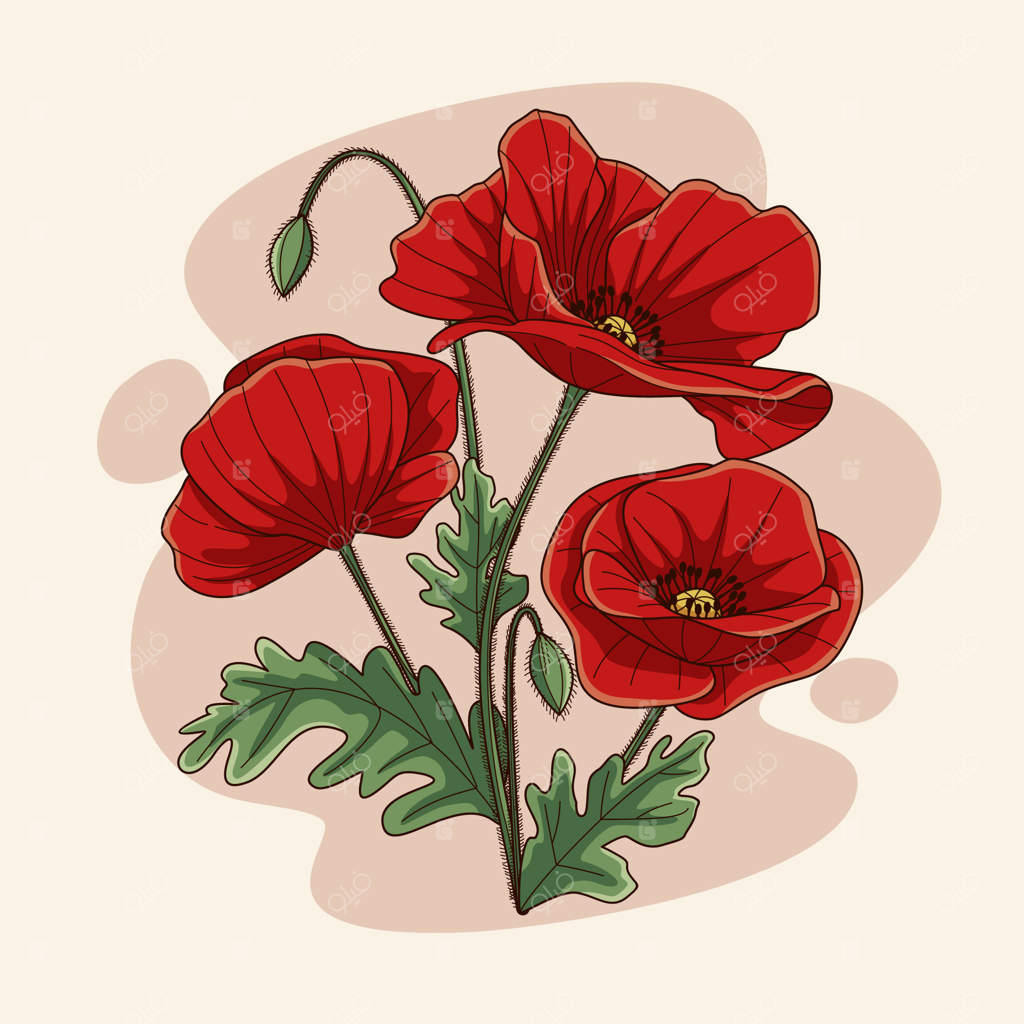 تصویرسازی دستی گل شقایق