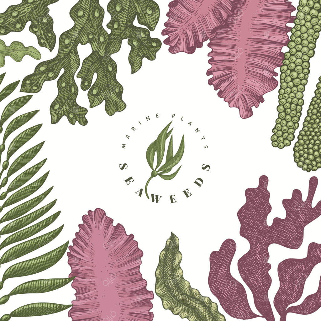 پترن طراحی رنگی جلبک دریایی. تصویرسازی جلبک‌های دریایی به سبک دستی. بنر غذاهای دریایی با سبک حکاکی. پس‌زمینه گیاهان دریایی به سبک کلاسیک