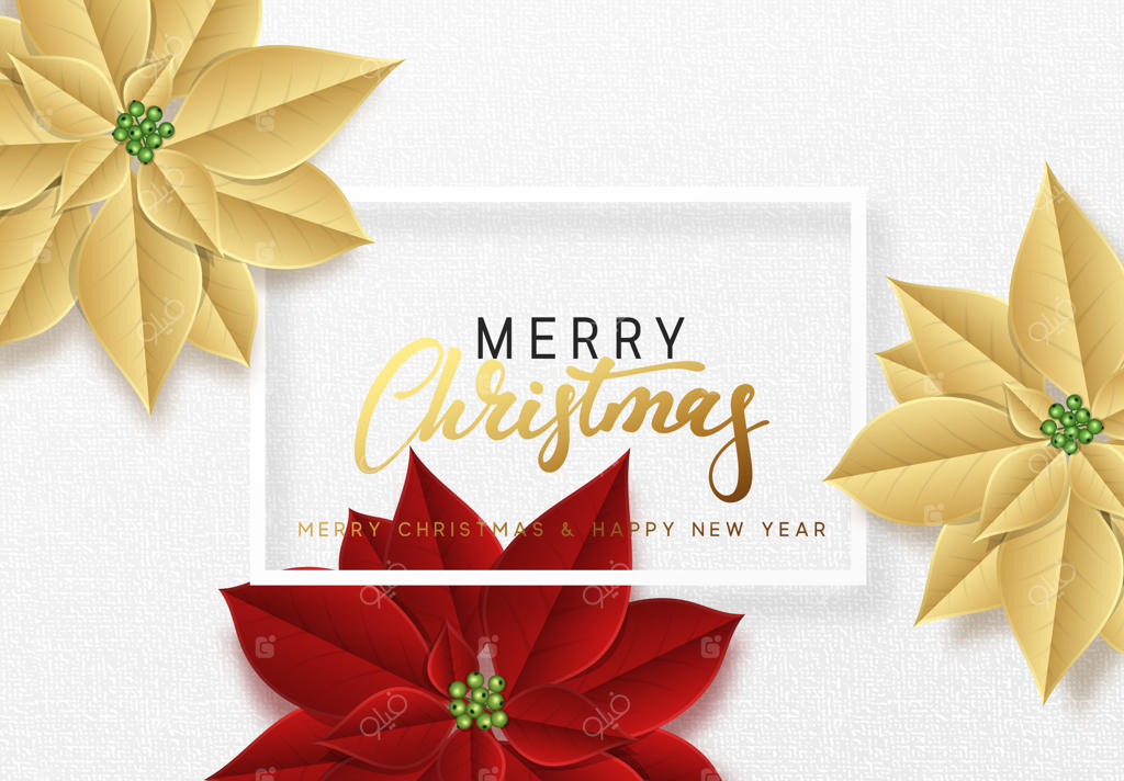 کریسمس مبارک، پس‌زمینه‌ای تزیین‌شده با شکوفه‌های سرخ زیبای گل پونسیتیا.