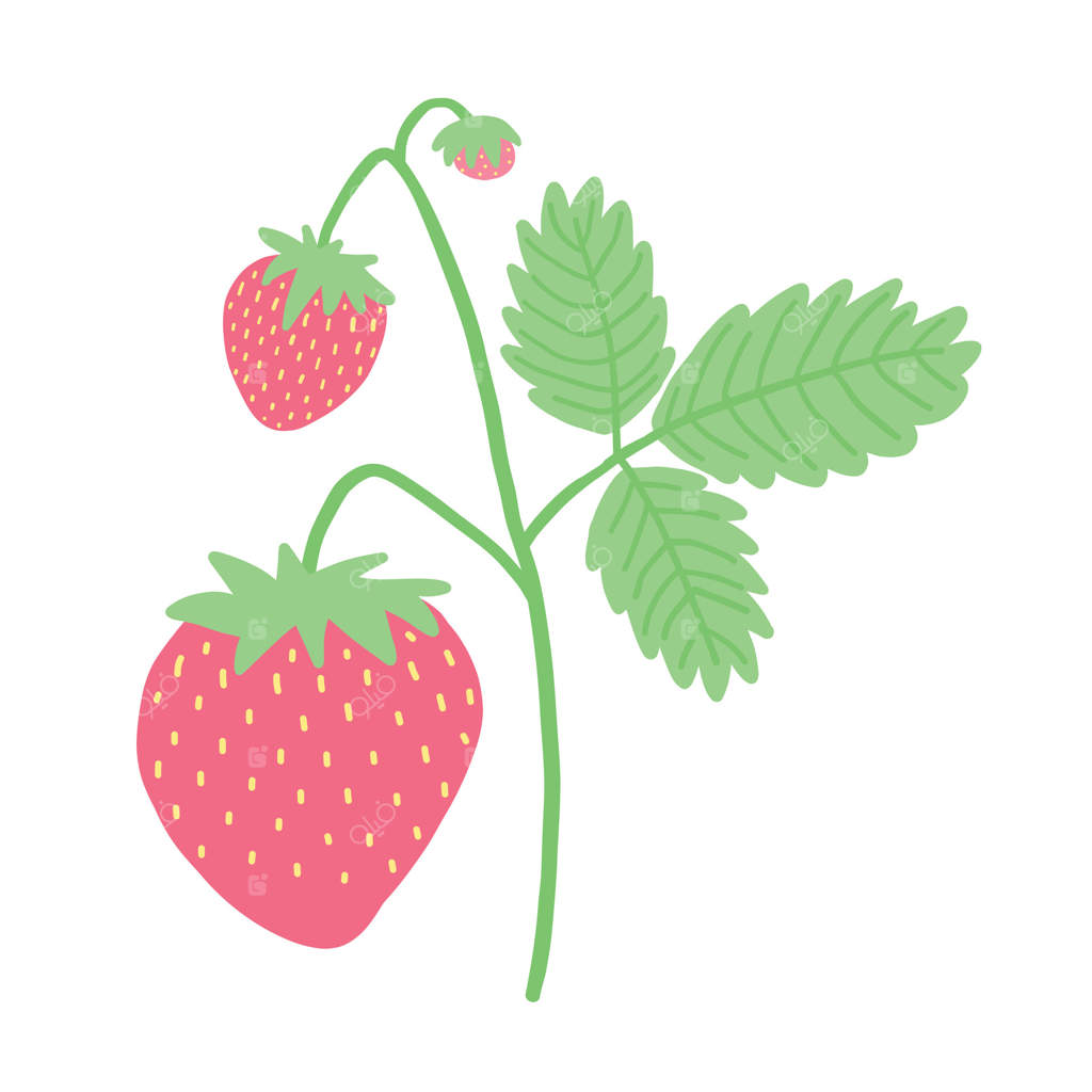 تصویر دقیق گیاه توت‌فرنگی با میوه‌های قرمز و درخشان، برگ‌های سبز و ساقه‌های ظریف. ایده‌آل برای هنر گیاهی، طراحی باغ و گرافیک با تم ارگانیک.