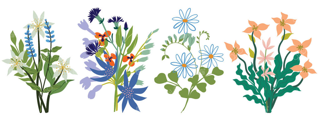 مجموعه‌ای از گل‌های وحشی و دسته‌گل‌های باغی. چیدمان‌های شکوفه‌دهنده، جداشده روی زمینه سفید. بسته‌ای از دسته‌گل‌ها. مجموعه طرح‌های زیبای گل‌های تزئینی به صورت وکتور.