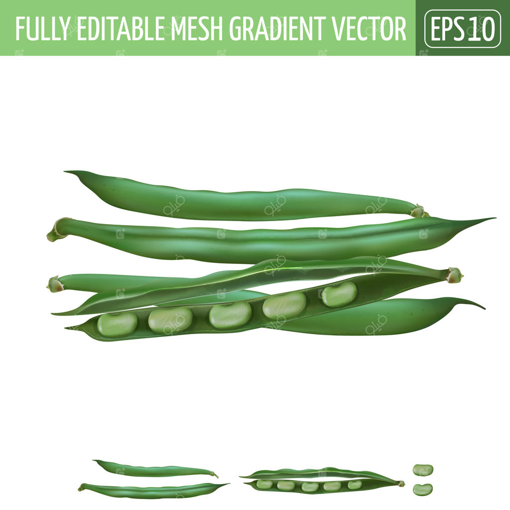 تصویر سازی لوبیا روی زمینه سفید