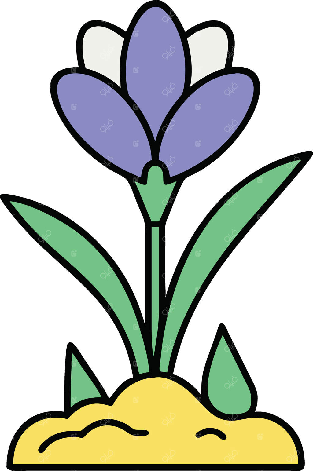 شکوفه زدن گل کروکوس بهاری در خاک باغچه با برگ‌ها