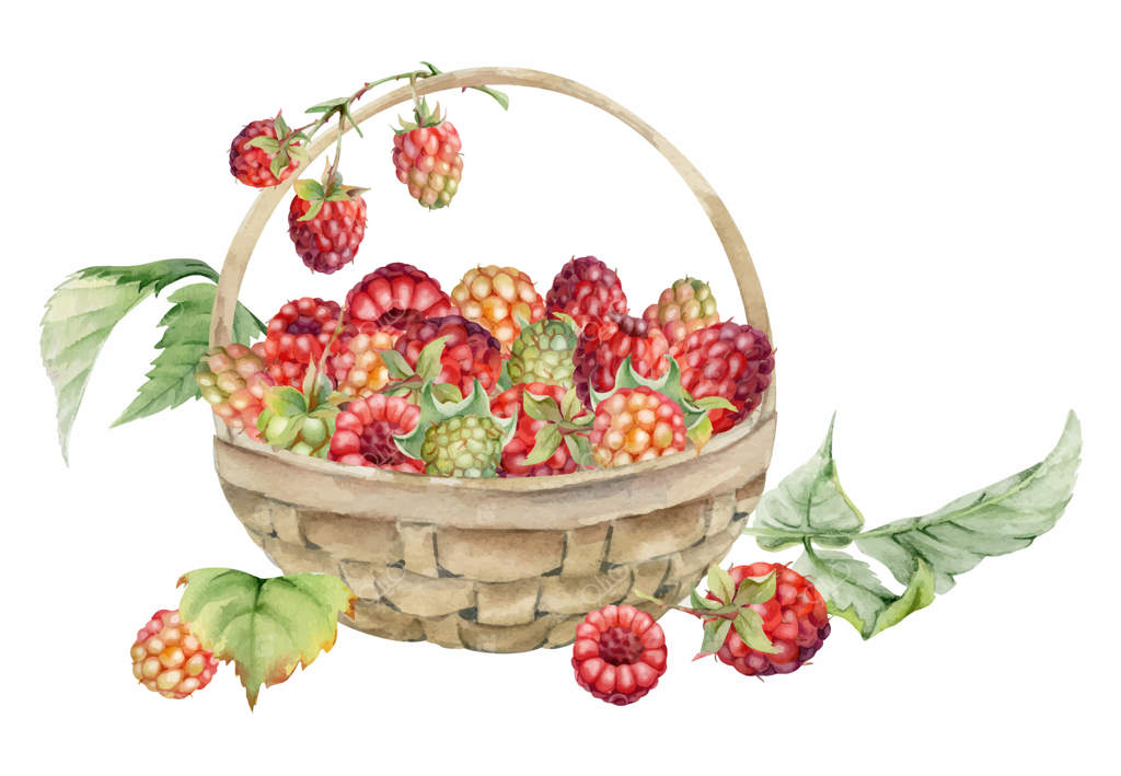 تمشک در سبد بافته شده با ساقه‌ها و برگ‌ها، برداشت محصول توت رسیده باغ، نقاشی شده با آبرنگ از تمشک، شبدر سیاه و مورکا. تصویرسازی مجزا. بازار کشاورزان و نگهداری خانگی محصولات.