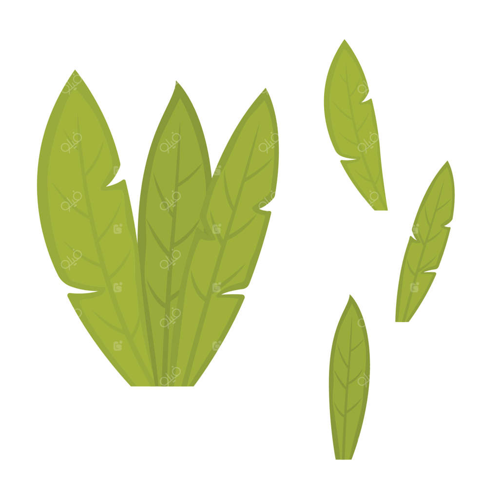 عناصر شاداب برگ موز گرمسیری در باغ پارک