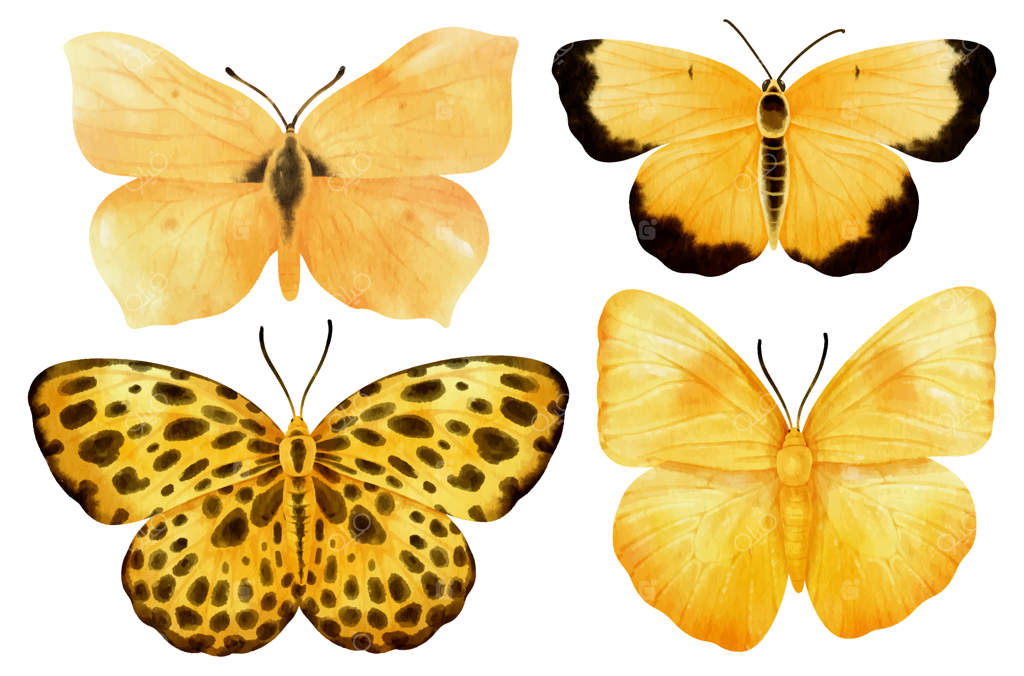 طرح نقاشی آبرنگی پروانه برای تزئینات