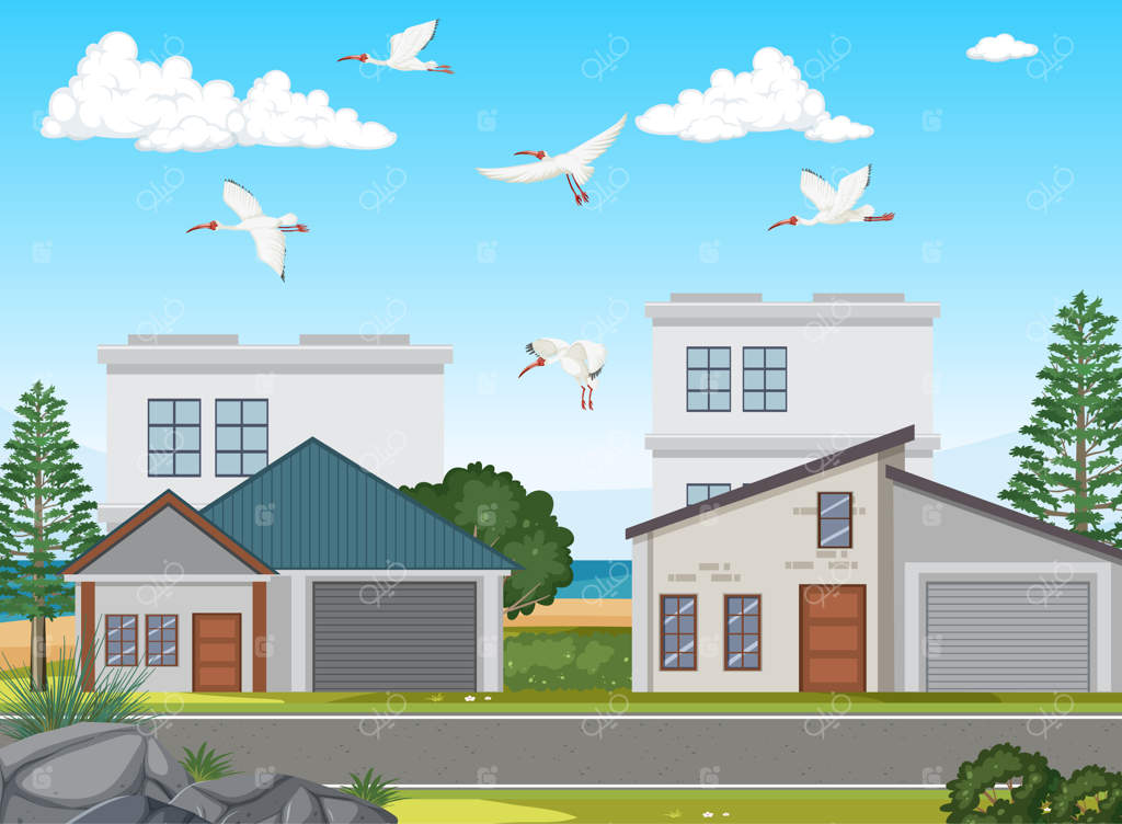 صحنه‌ای در فضای باز با گروهی از ایبیس سفید استرالیایی