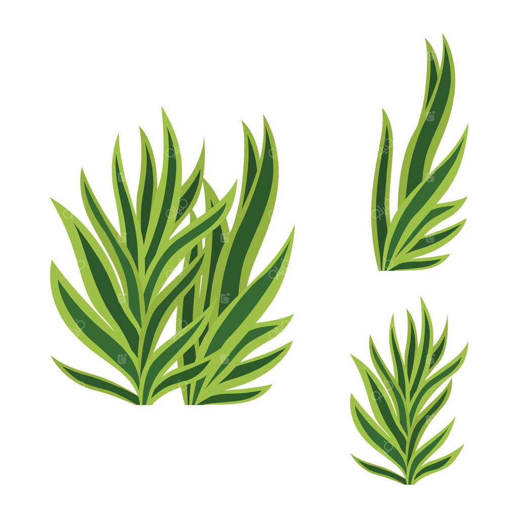 عناصر برگ‌های سبز و تازه گیاهان گرمسیری در باغ پارک