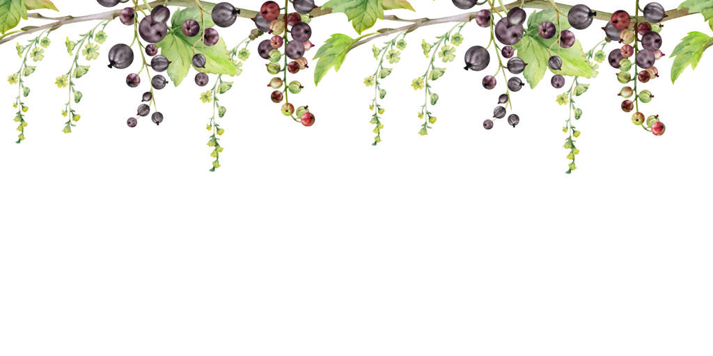 انگور فرنگی و کشمش با خوشه‌های بلند گل بر روی شاخه، برگ‌ها، تمشک‌های رسیده‌ی باغ درختچه‌ها. نقاشی با آبرنگ. بنر مرزی یکپارچه. منوی کافه، بازار کشاورزان