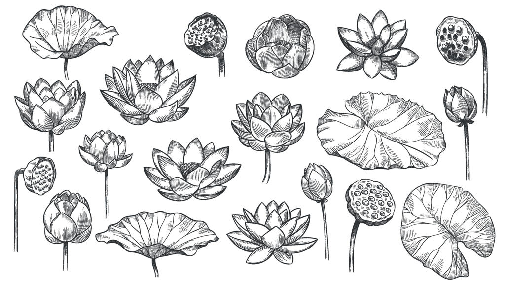 نیلوفر آبی: طرح ترسیمی ترکیب گل و برگ‌های نیلوفر آبی، نماد جادویی زندگی با گل، مجموعه وکتور گیاه‌شناسی با خطوط سیاه در سبک دست‌کشیده