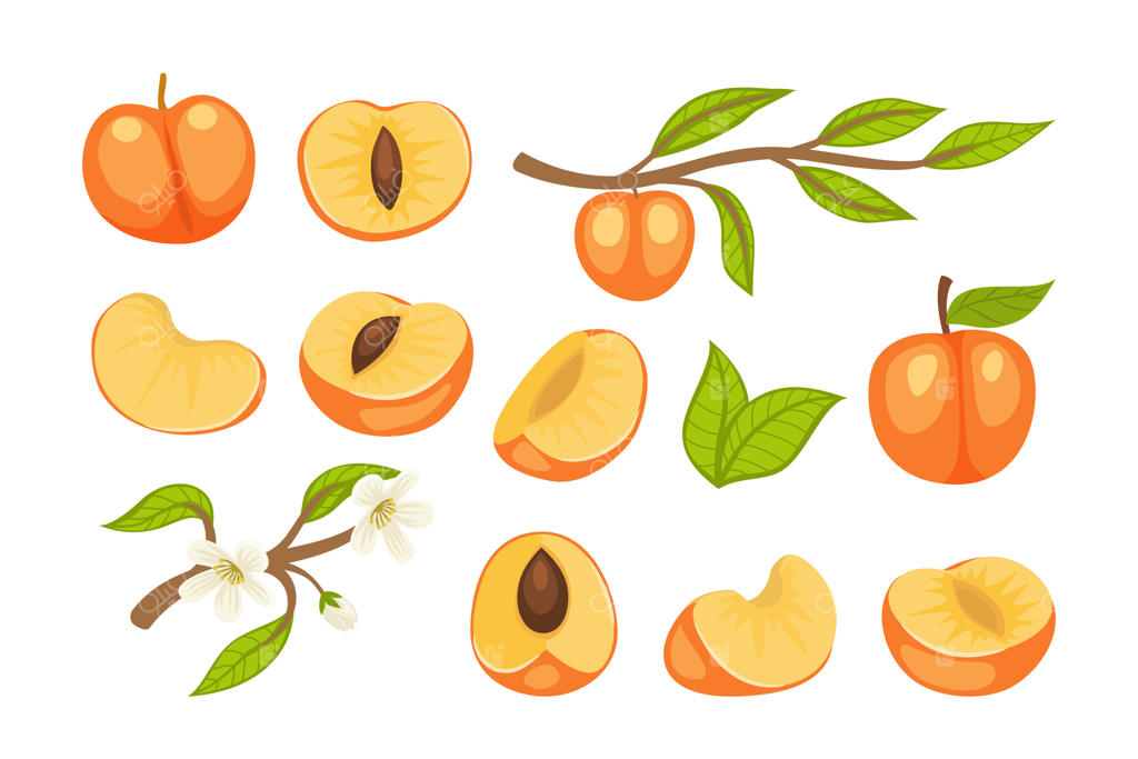 تصاویر زردآلو برای وکتور حرفه‌ای هنر و طراحی