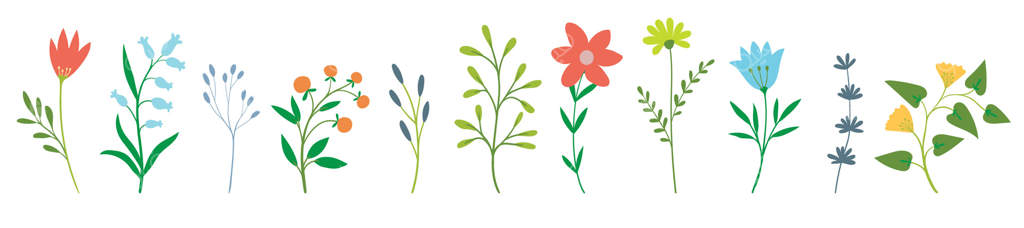 مجموعه گل‌ها و گیاهان گل‌دار: گل‌های دشت، مزرعه و باغ، شاخه‌های برگ. تصویرسازی گیاهی بر روی زمینه سفید