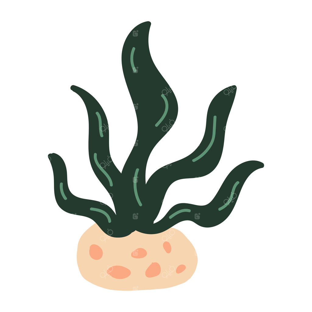 تصویرسازی جلبک دریایی به سبک خط‌خطی