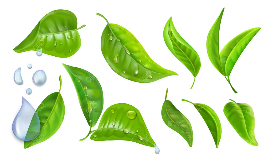 مجموعه واقع‌گرایانه برگ‌های چای سبز و نعناع با قطرات آب و شبنم صبحگاهی و باران، مجموعه وکتور